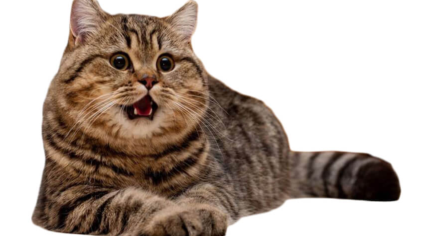 Kedilerde Hepatik Lipidozis ve Obezite Kedilerde Hepatik Lipidozis ve Obezite