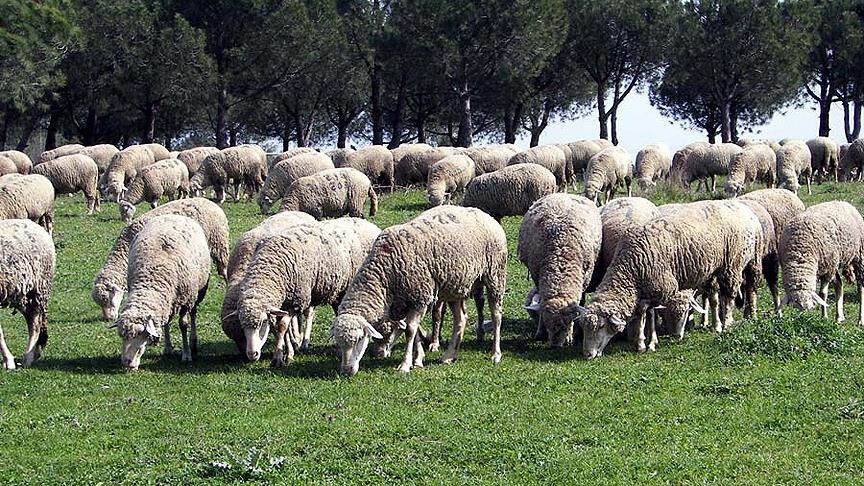 TİGEM 3200 küçükbaş hayvan ihalesi ne zaman? Muhammen bedel yaklaşık 28 milyon TİGEM 3200 küçükbaş hayvan ihalesi ne zaman? Muhammen bedel yaklaşık 28 milyon