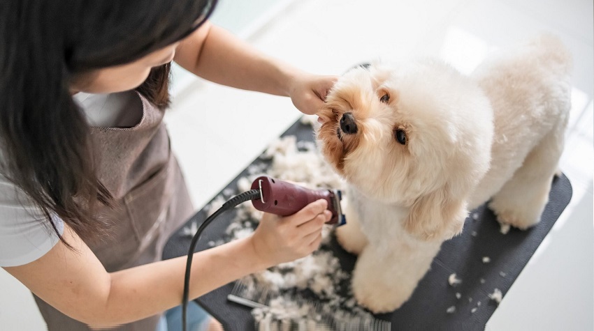 Köpeklerde Tüy Bakımı Köpeklerde Tüy Bakımı